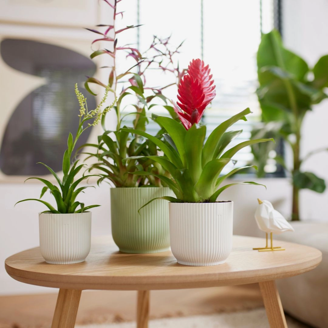 Elho Vibes Round Silky White plant seeds  