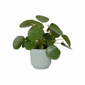 Elho Vibes Round Sorbet Green plant seeds  