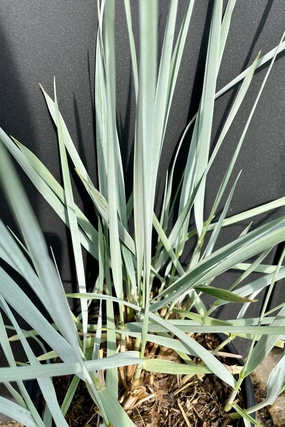 Elymus arenarius 'Blue Dune' #1 decorative flowerpot  