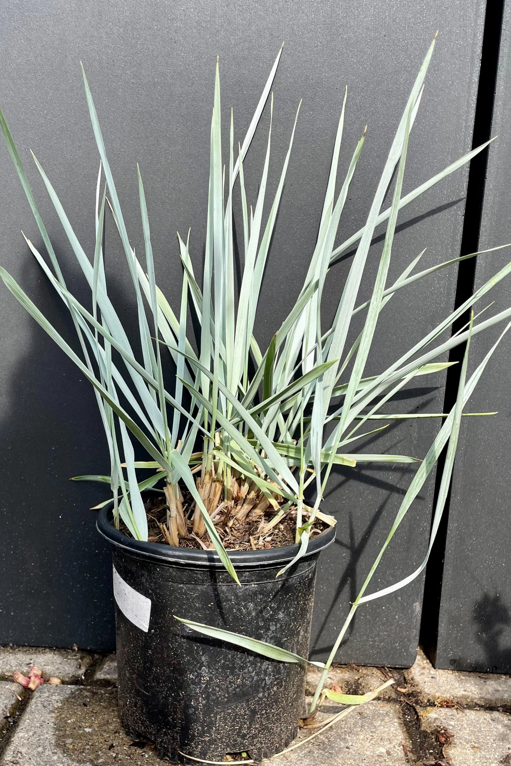 Elymus arenarius 'Blue Dune' #1