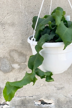 Epiphyllum guatemalense 'Monstrose' 8" medium flower pot  