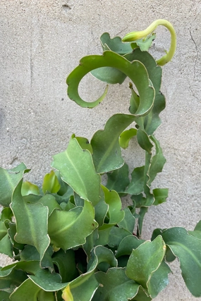 Epiphyllum guatemalensis 'Montrose' 6" medium flower pot  