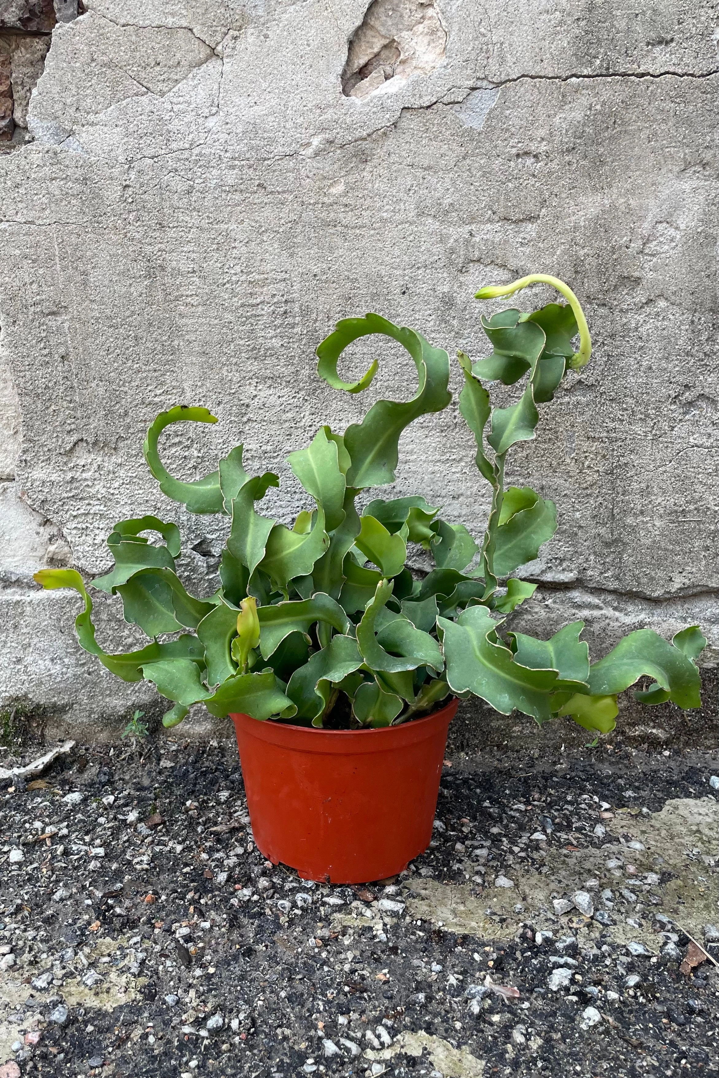 Epiphyllum guatemalensis 'Montrose' 6"