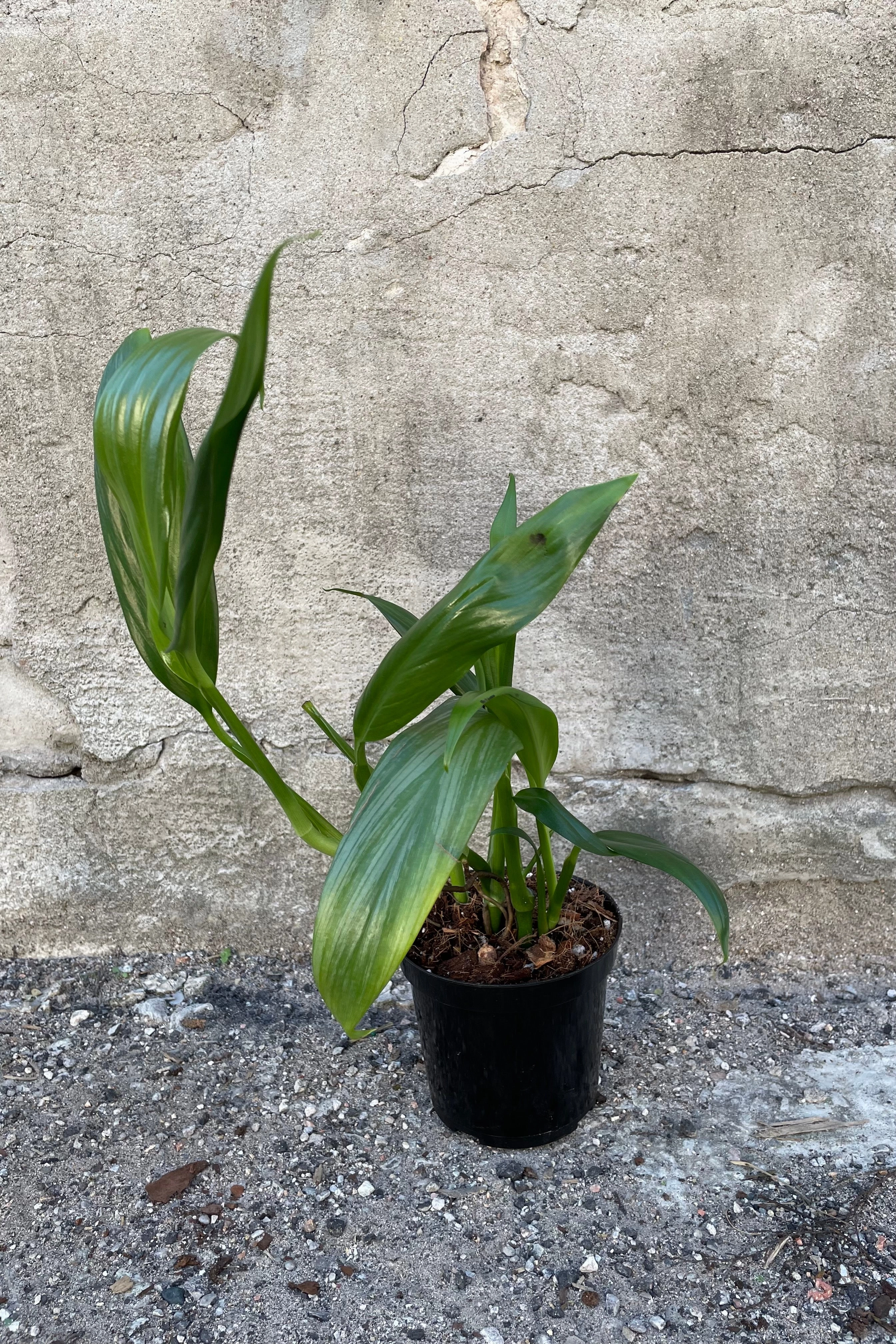 Epipremnum amplissimum 4"