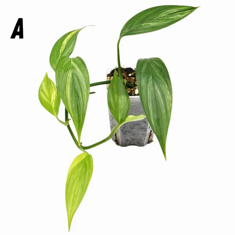 Epipremnum Amplissimum Aurea