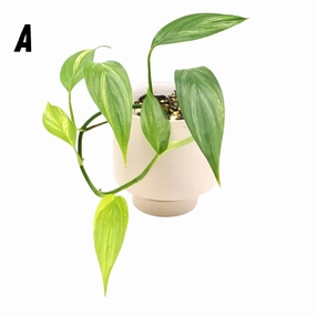 Epipremnum Amplissimum Aurea large flower pot  