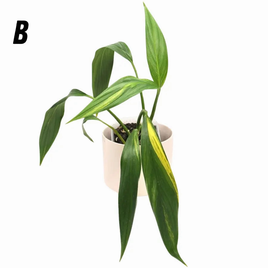 Epipremnum Amplissimum Aurea
