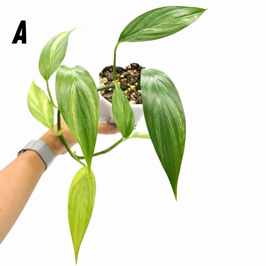 Epipremnum Amplissimum Aurea