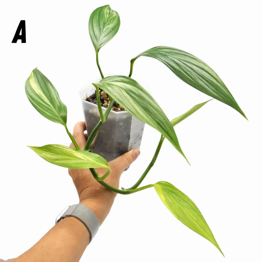 Epipremnum Amplissimum Aurea
