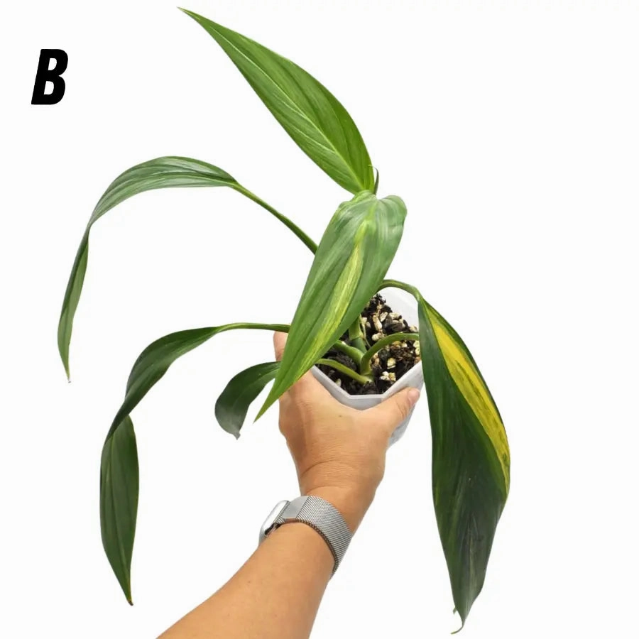 Epipremnum Amplissimum Aurea