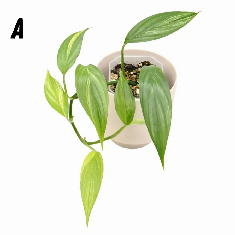 Epipremnum Amplissimum Aurea