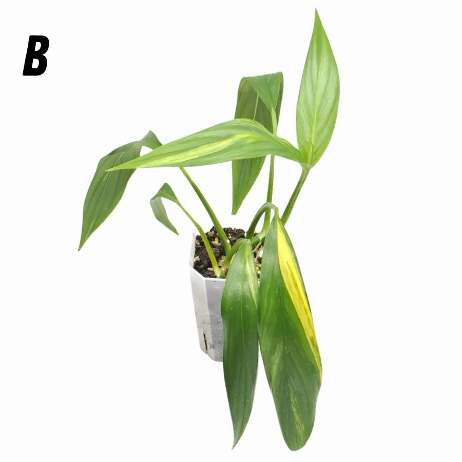 Epipremnum Amplissimum Aurea