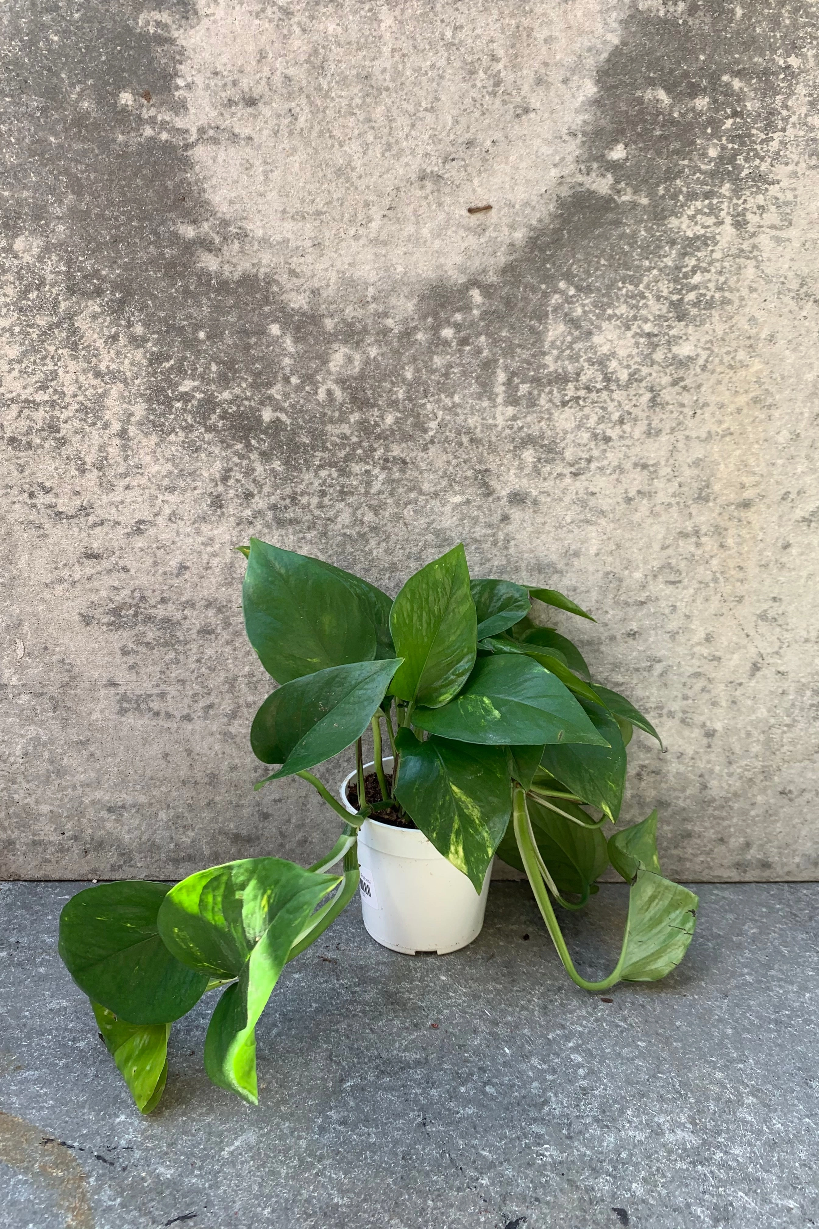 Epipremnum aureum 'Golden' 4"
