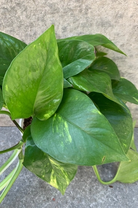 Epipremnum aureum 'Golden' 4" medium flower pot  