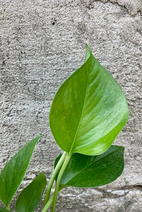 Epipremnum aureum 'Jade' 4" medium flower pot  