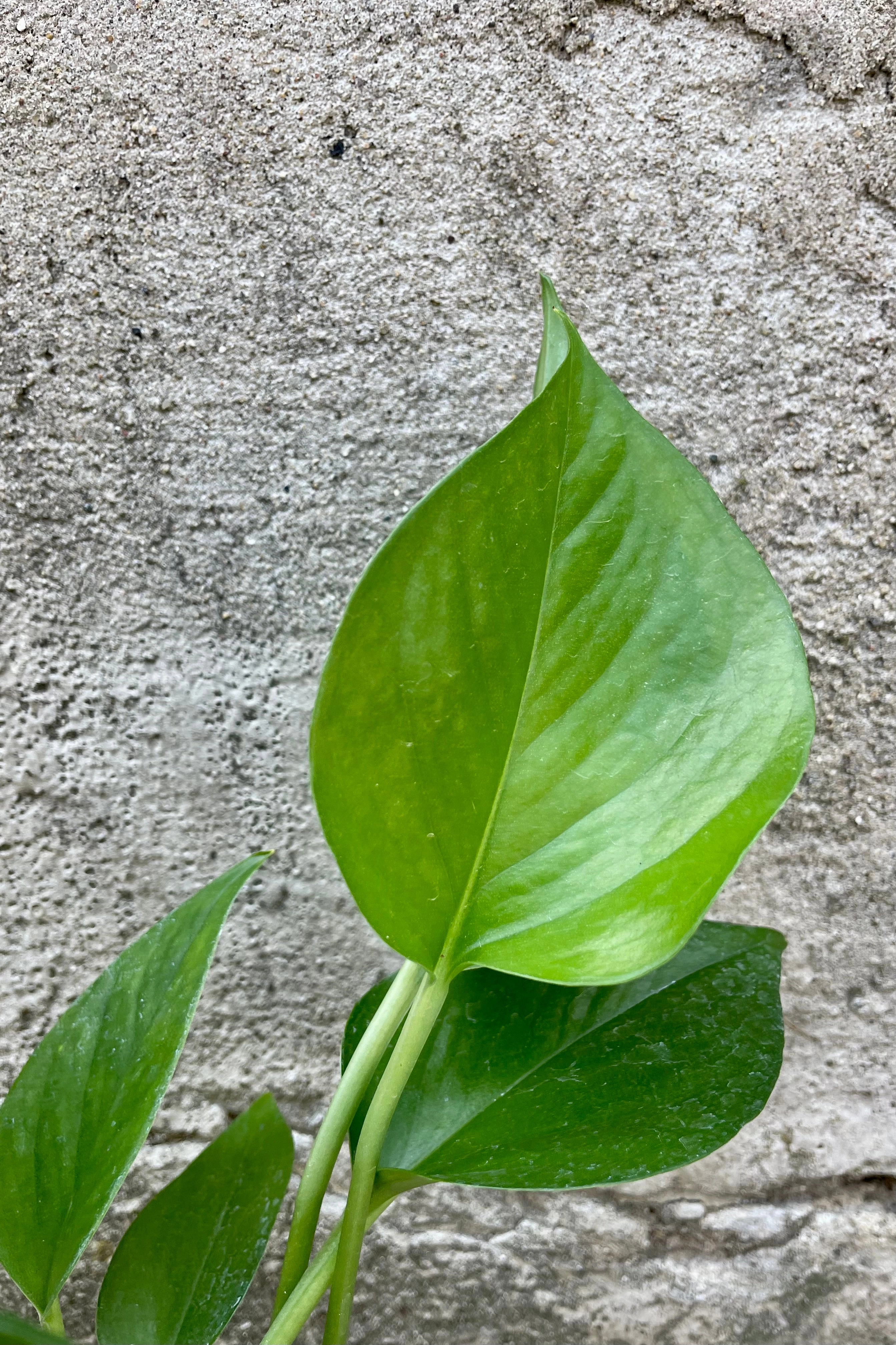 Epipremnum aureum 'Jade' 4" medium flower pot  