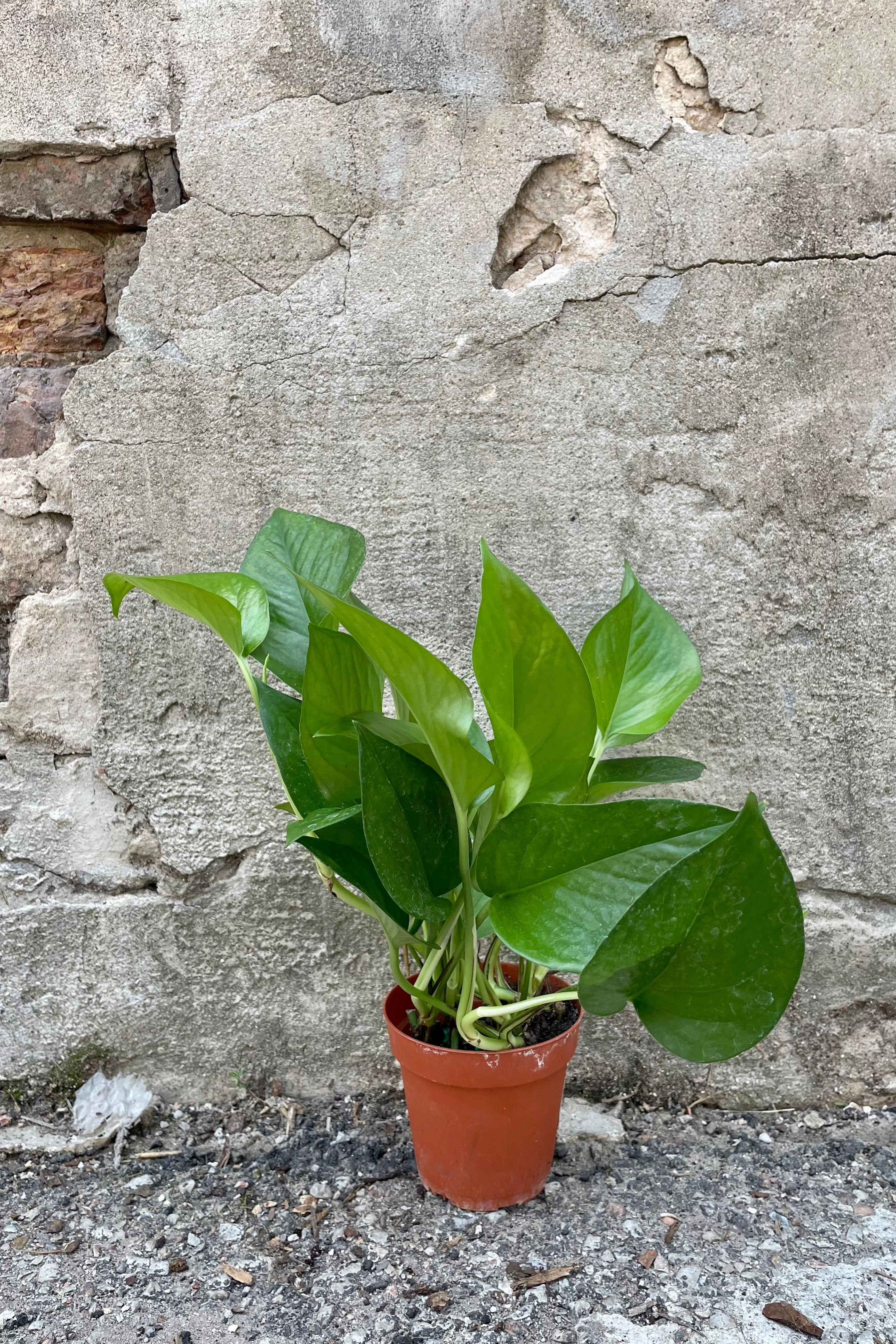Epipremnum aureum 'Jade' 4"