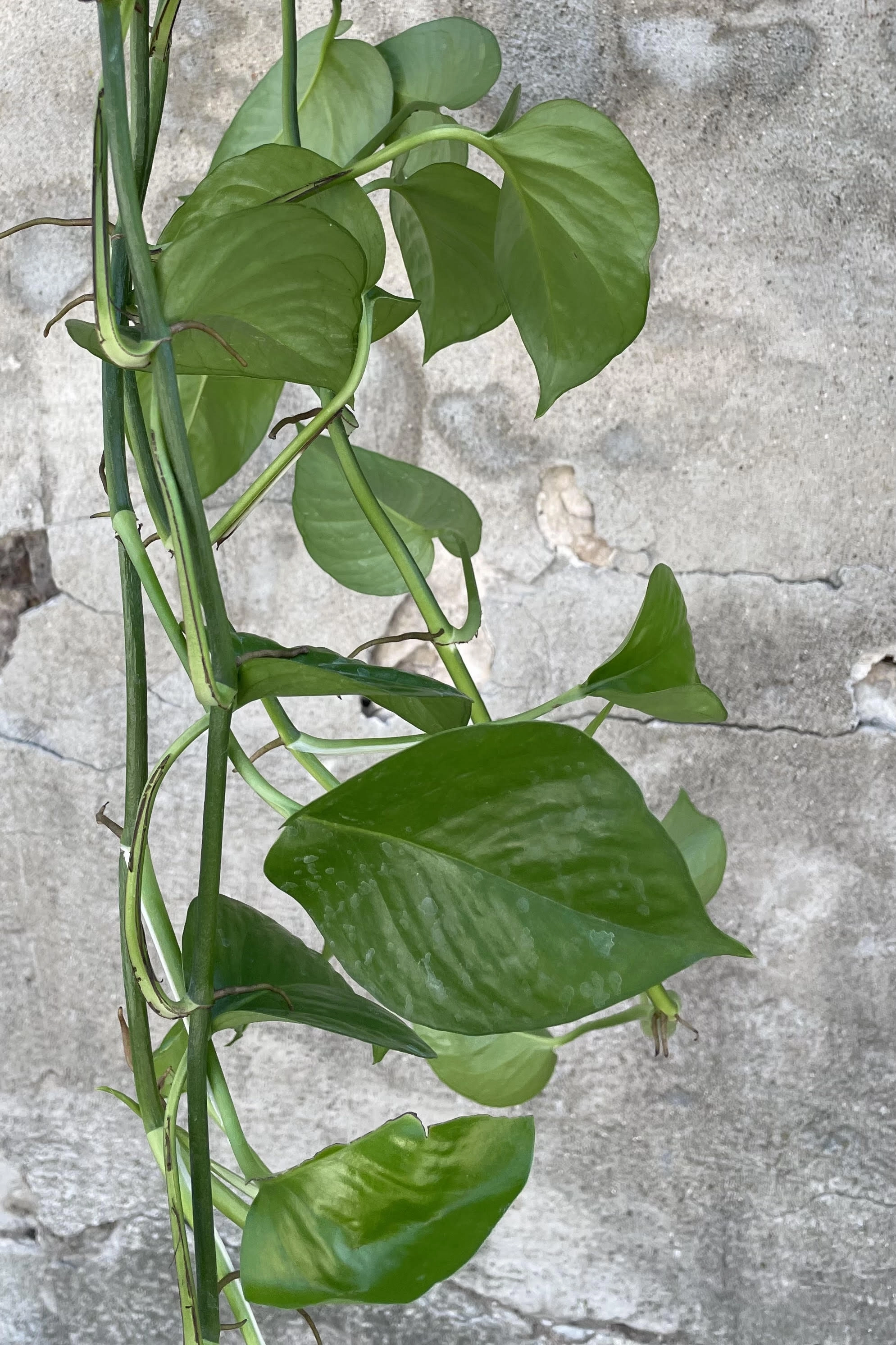 Epipremnum aureum 'Jade' 8"