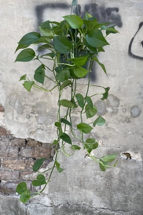 Epipremnum aureum 'Jade' 8" medium flower pot  