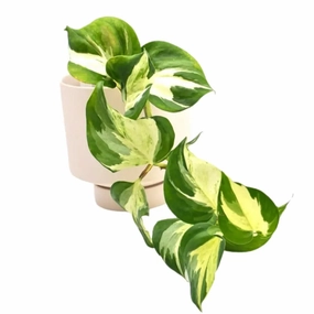 Epipremnum aureum 'Manjula' pothos large flower pot  