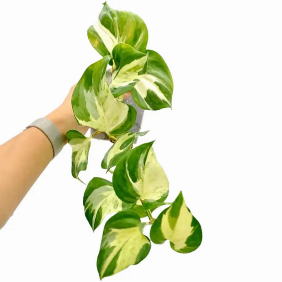 Epipremnum aureum 'Manjula' pothos