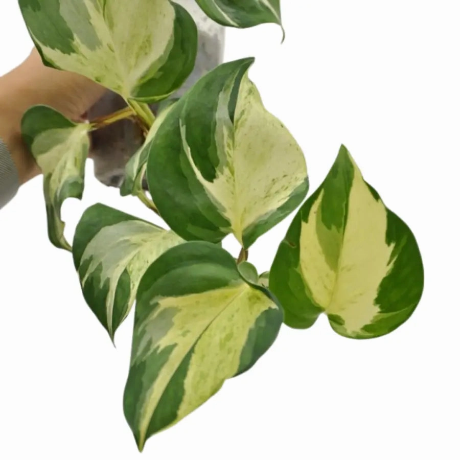 Epipremnum aureum 'Manjula' pothos