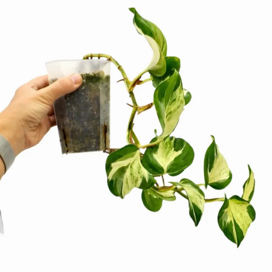 Epipremnum aureum 'Manjula' pothos