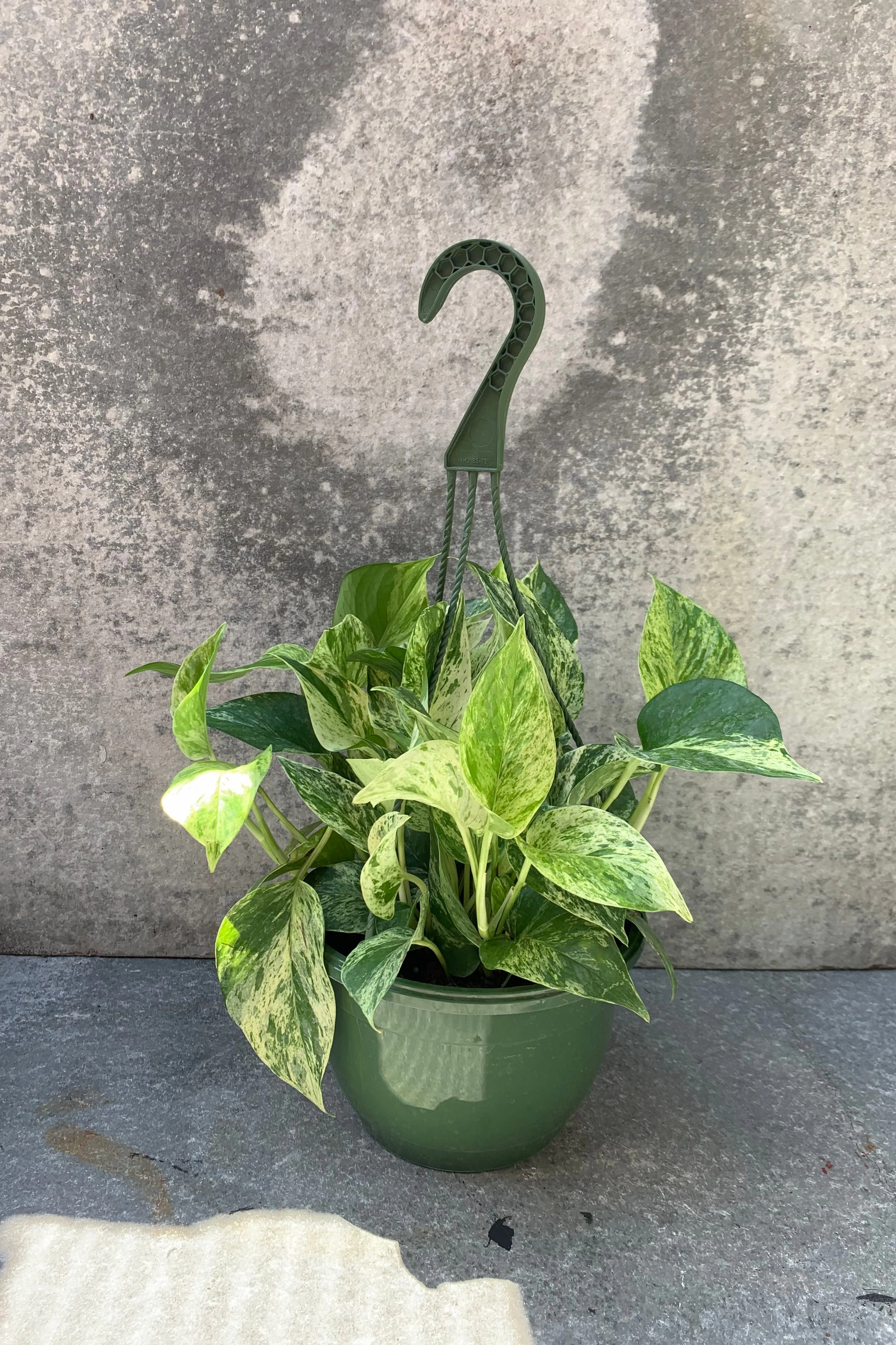 Epipremnum aureum 'Marble Queen' 8" HB