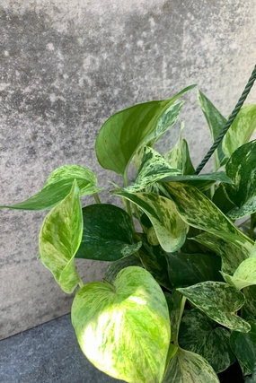Epipremnum aureum 'Marble Queen' 8" HB medium flower pot  