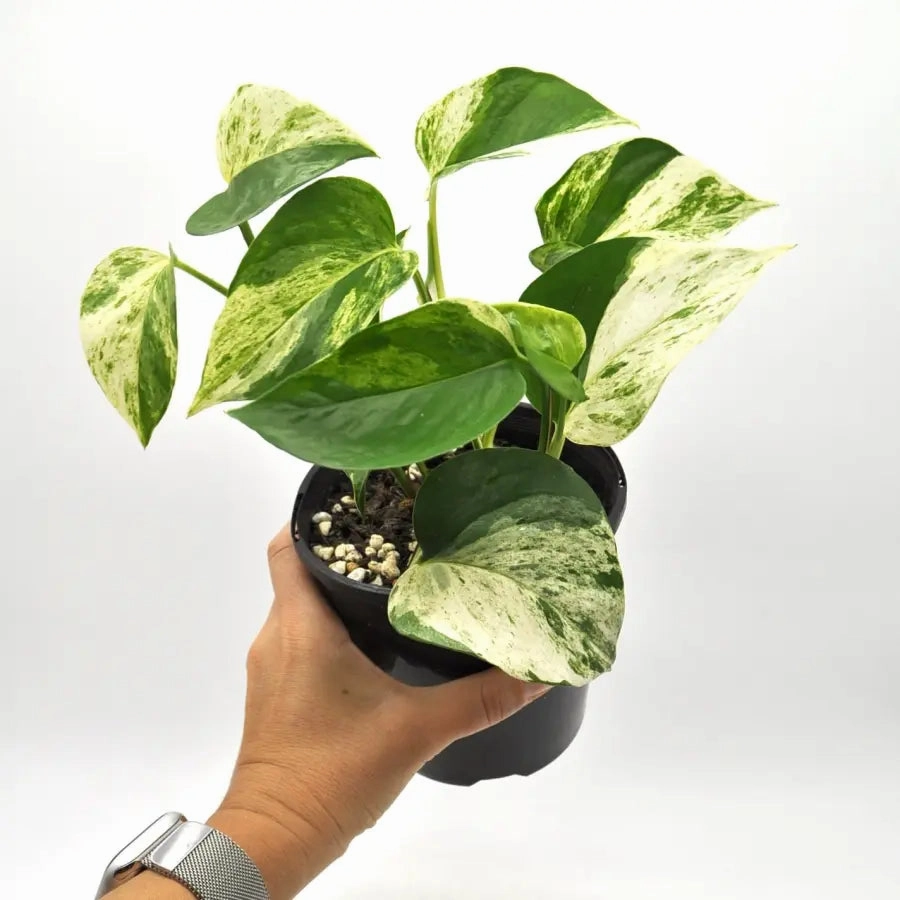 Epipremnum aureum 'marble queen' (pothos)