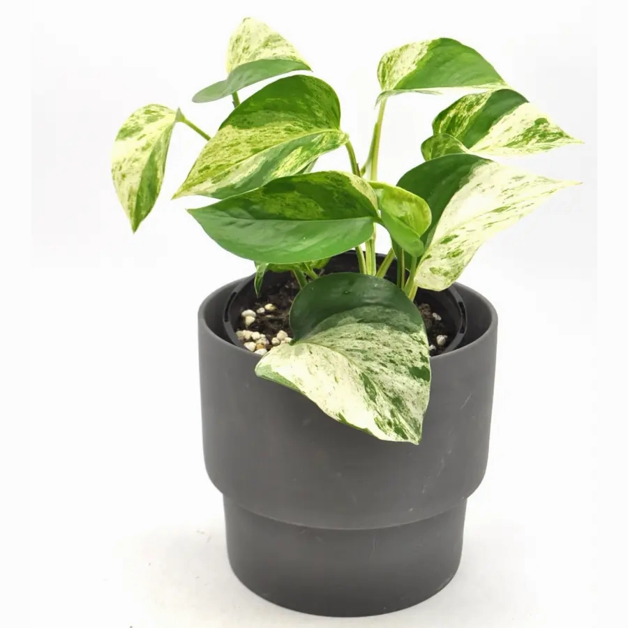Epipremnum aureum 'marble queen' (pothos) large flower pot  