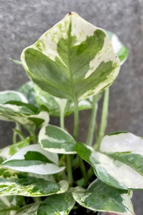 Epipremnum aureum 'N Joy' 4" medium flower pot  