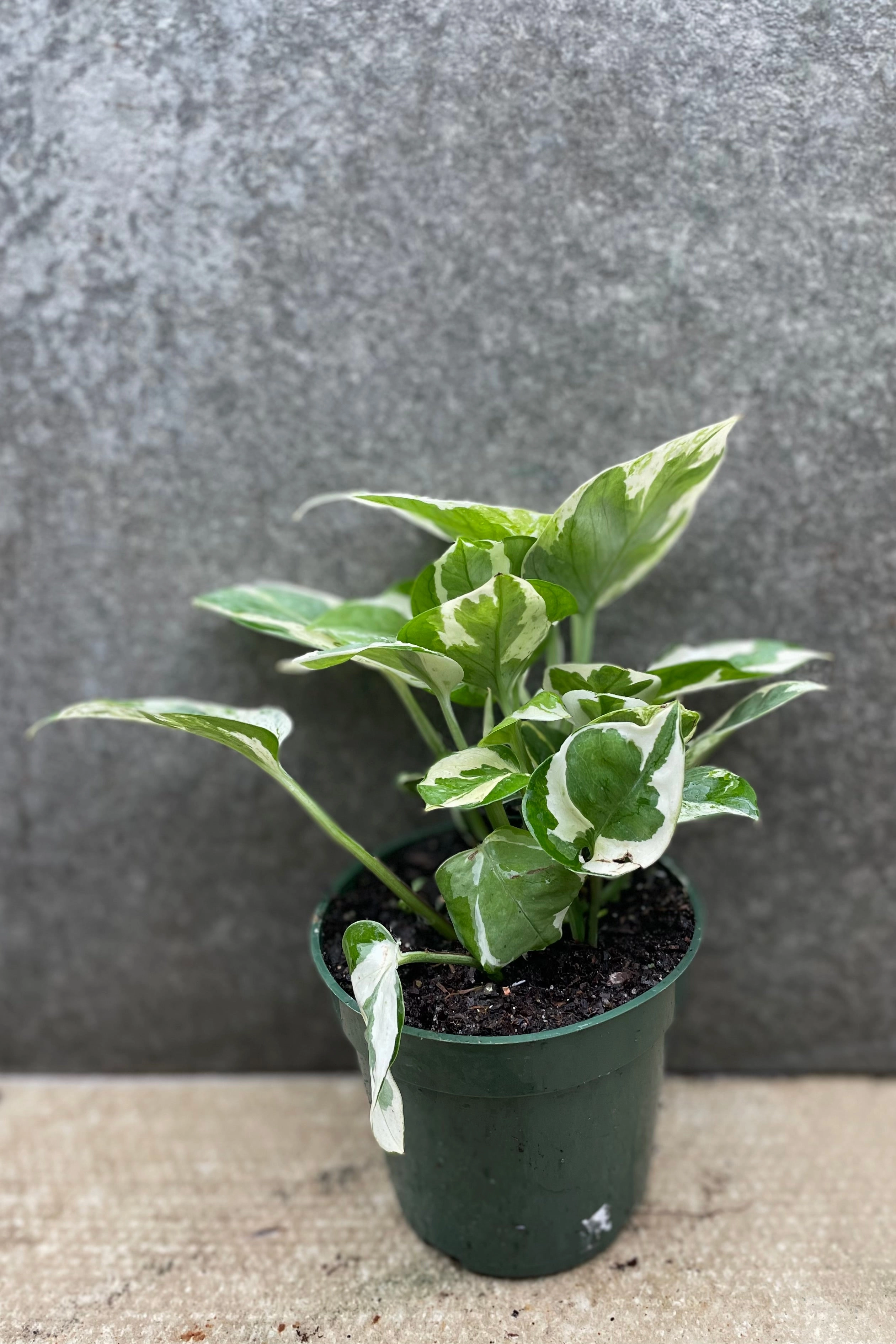 Epipremnum aureum 'N Joy' 4"