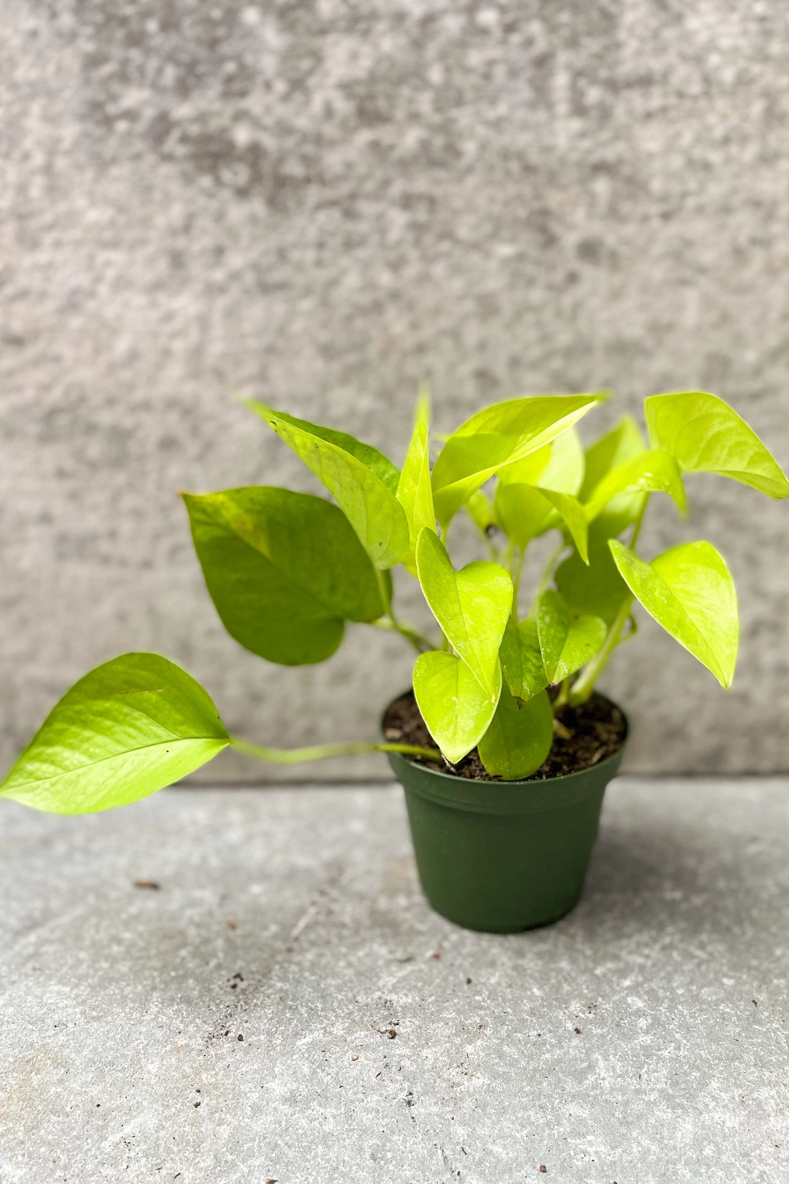 Epipremnum aureum 'Neon' 4"