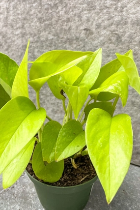 Epipremnum aureum 'Neon' 4" medium flower pot  