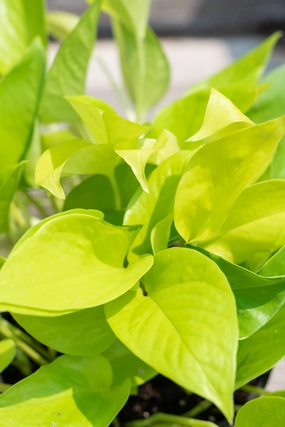 Epipremnum aureum 'Neon' 6" medium flower pot  