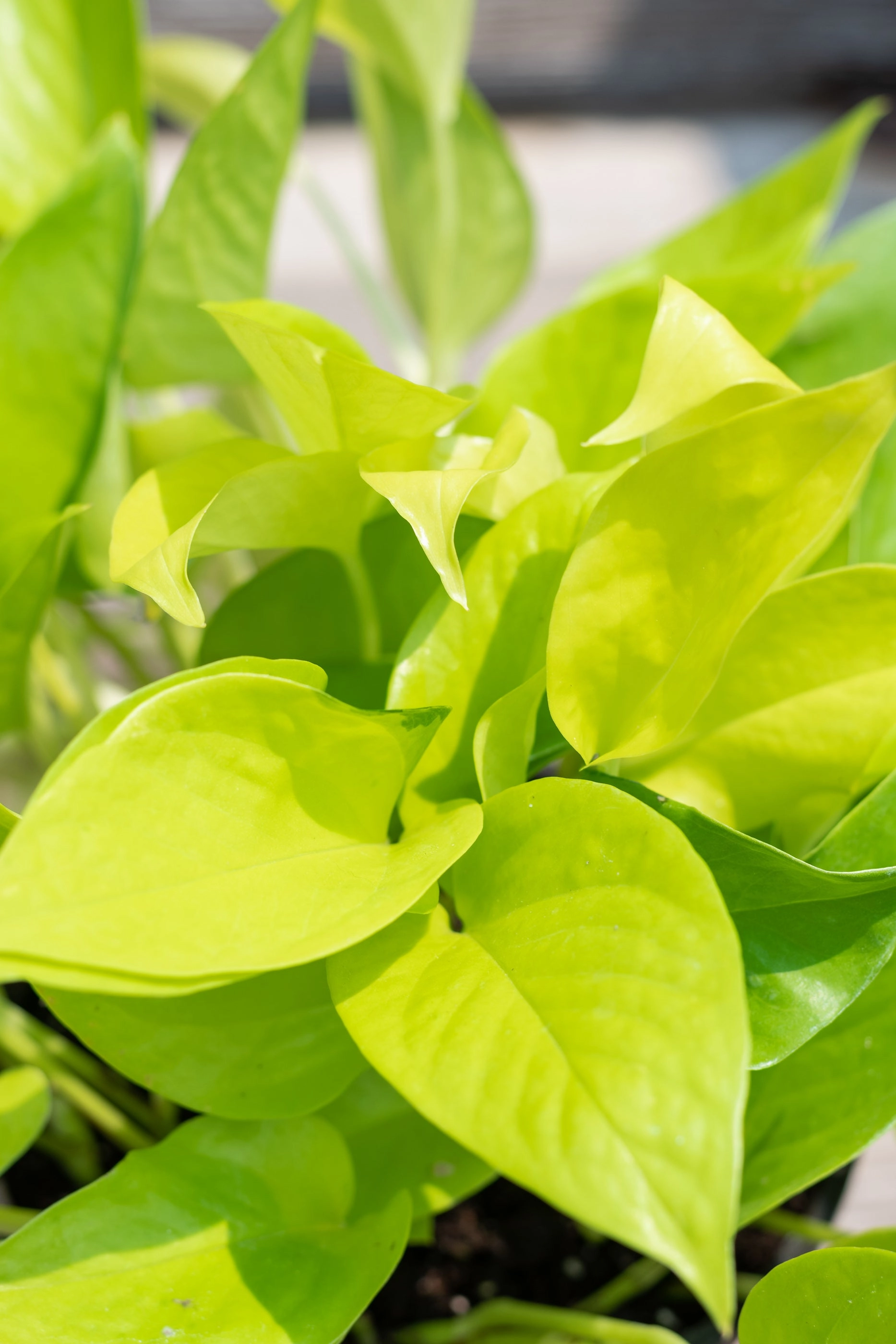 Epipremnum aureum 'Neon' 6" medium flower pot  