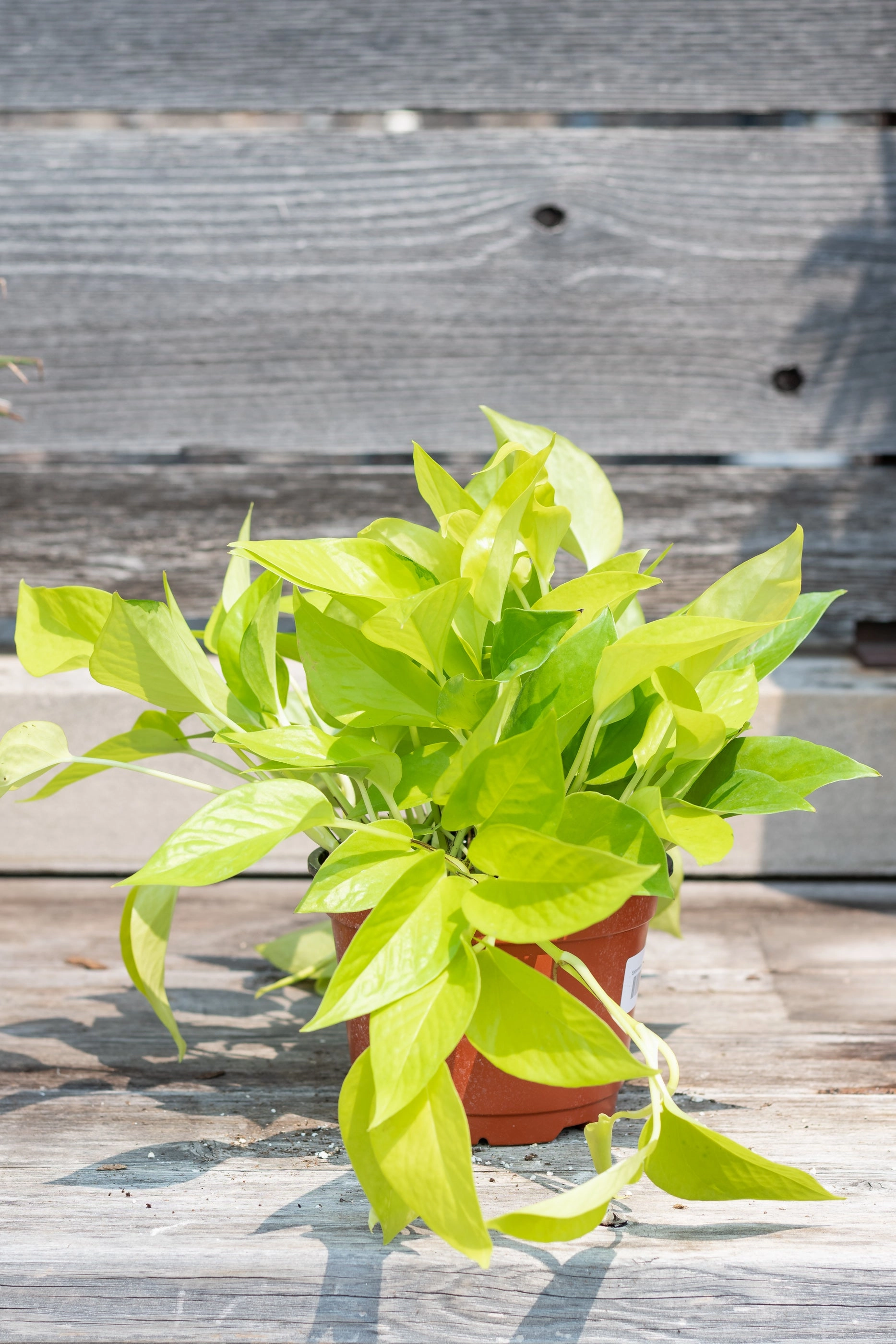 Epipremnum aureum 'Neon' 6"