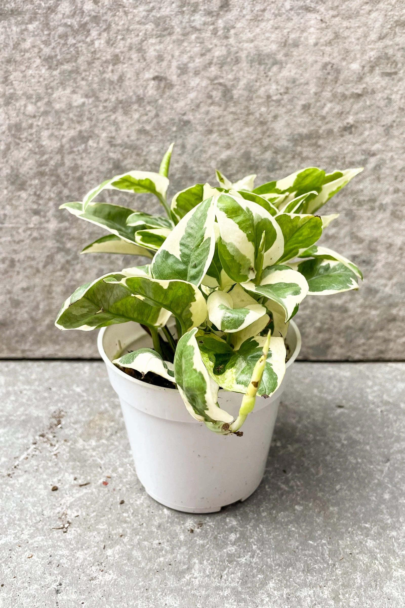 Epipremnum aureum 'Pearls and Jade' 4"