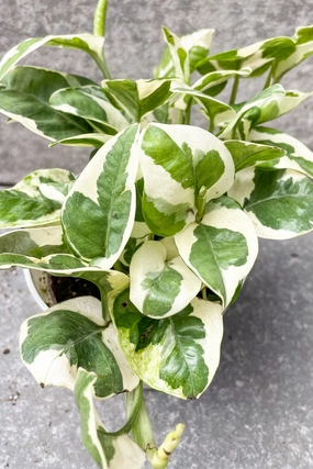 Epipremnum aureum 'Pearls and Jade' 4" medium flower pot  