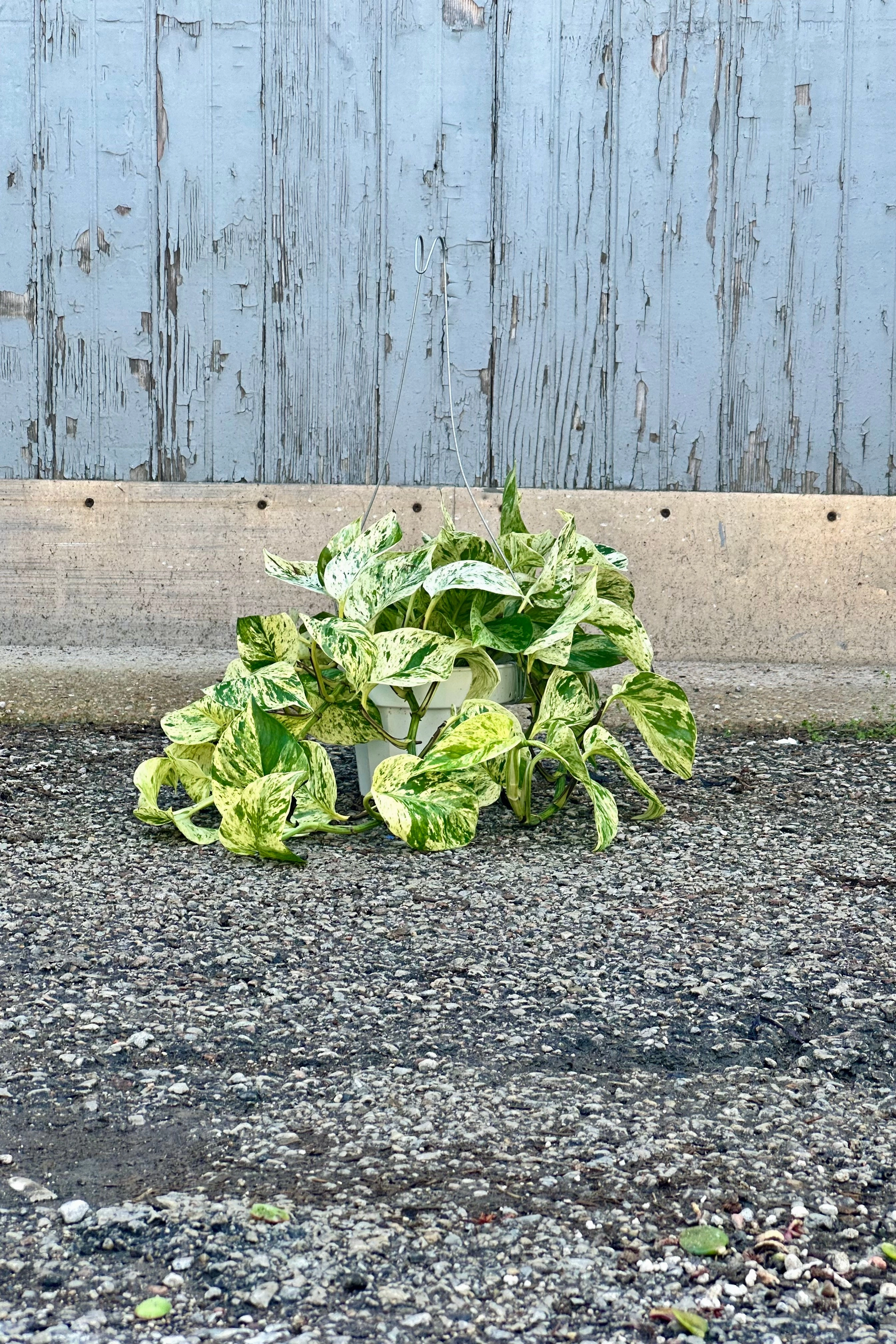 Epipremnum aureum 'Snow Queen' 6"