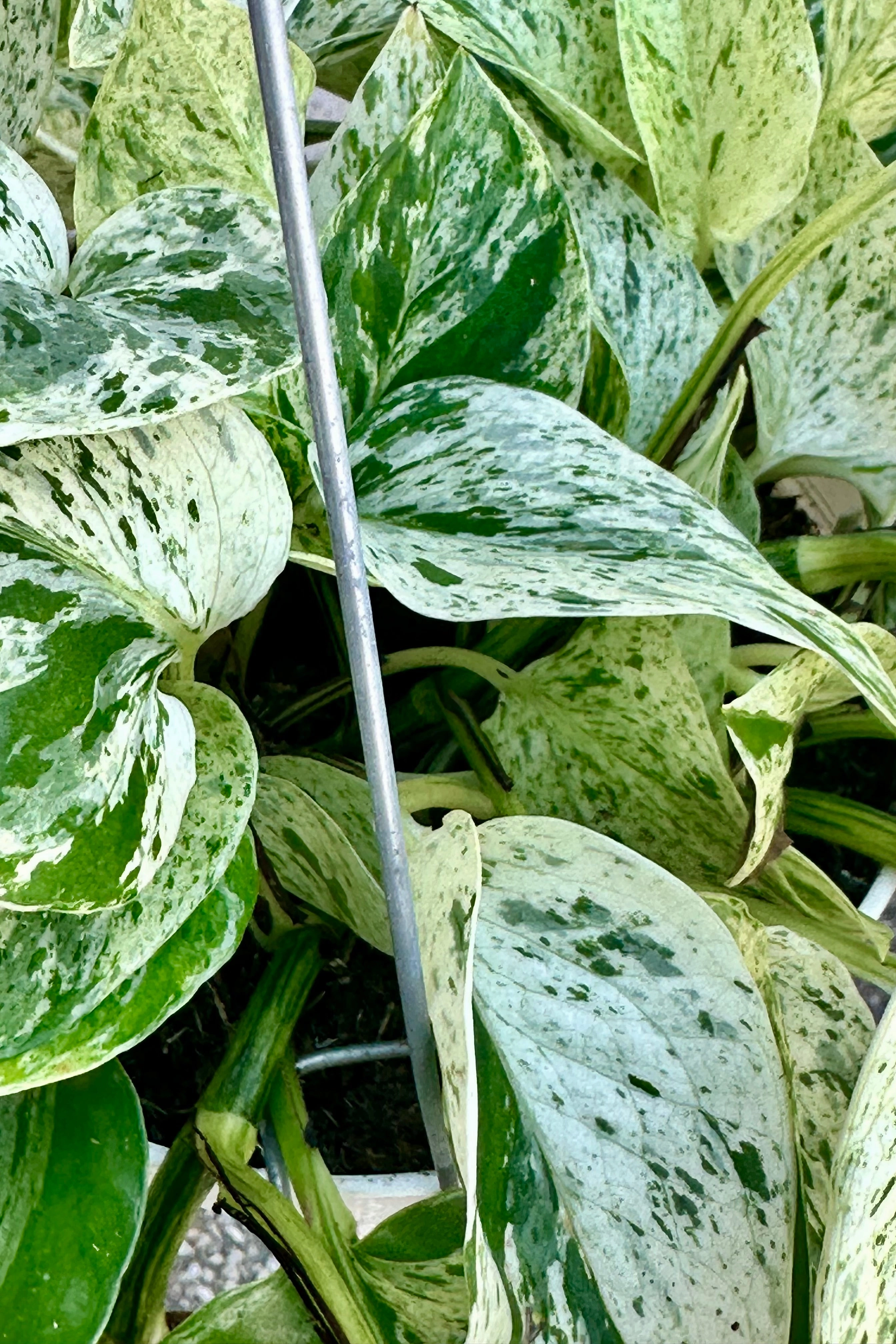 Epipremnum aureum 'Snow Queen' 6" medium flower pot  