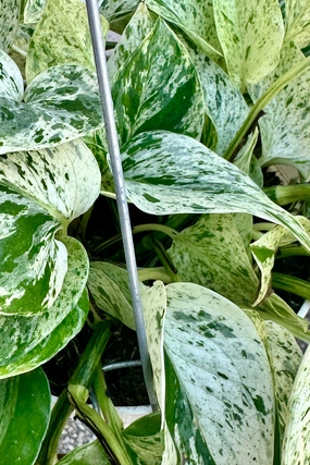 Epipremnum aureum 'Snow Queen' 6" medium flower pot  