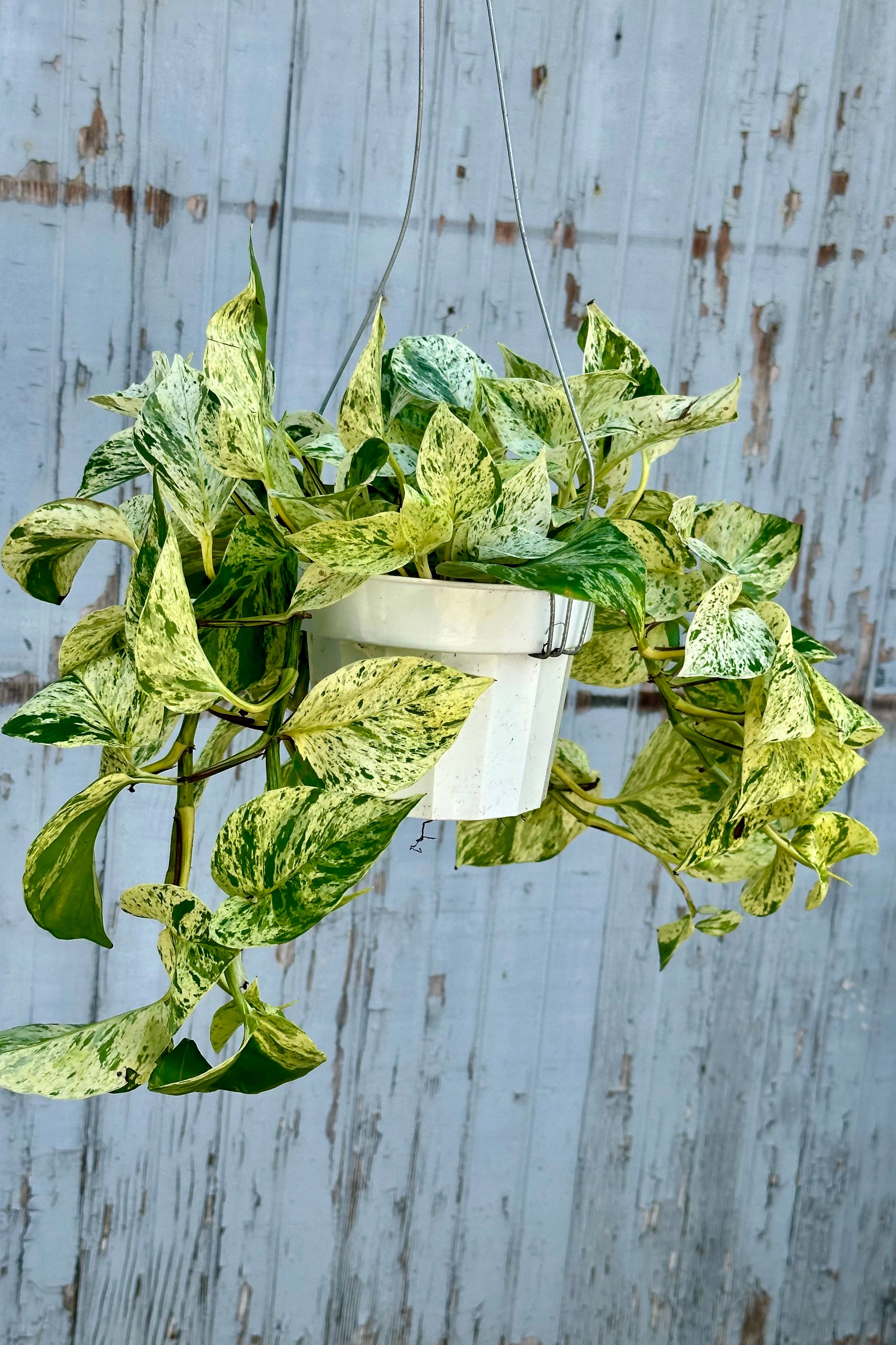 Epipremnum aureum 'Snow Queen' 6"