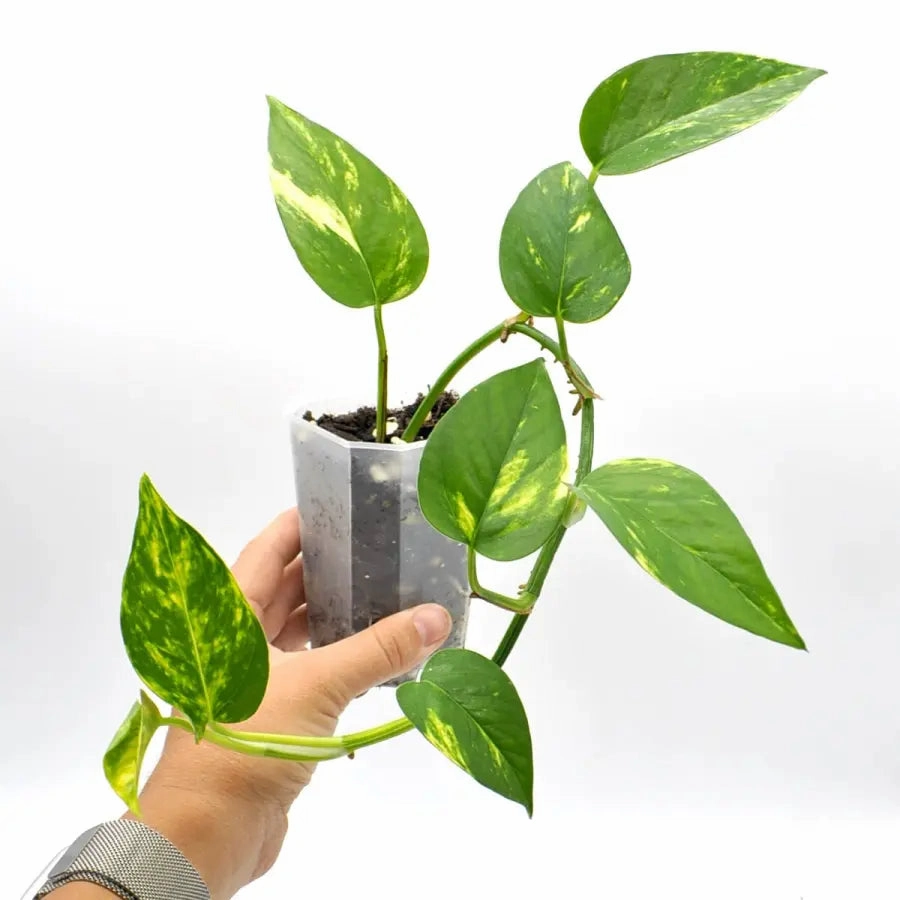 Epipremnum Aureum Devils Ivy