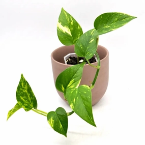 Epipremnum Aureum Devils Ivy large flower pot  