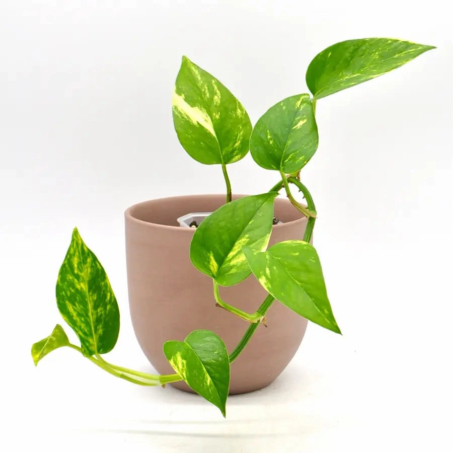 Epipremnum Aureum Devils Ivy