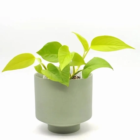 Epipremnum Aureum Goldilocks large flower pot  