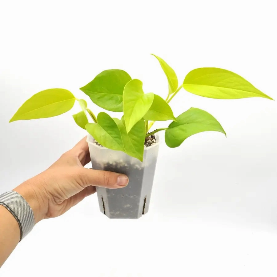 Epipremnum Aureum Goldilocks