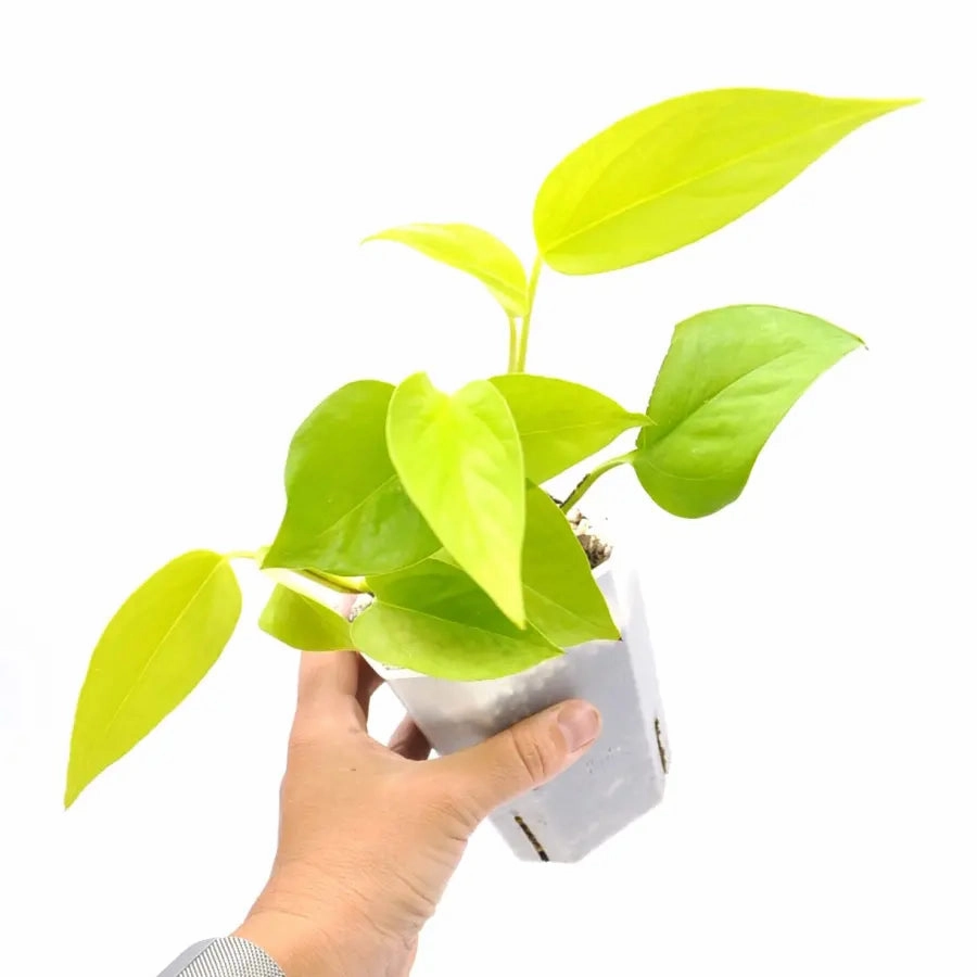 Epipremnum Aureum Goldilocks